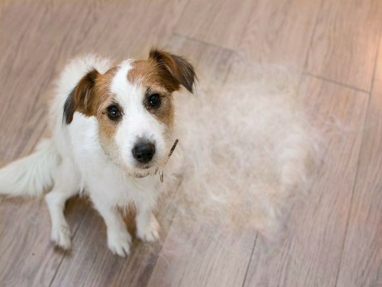 caduta del pelo nel cane