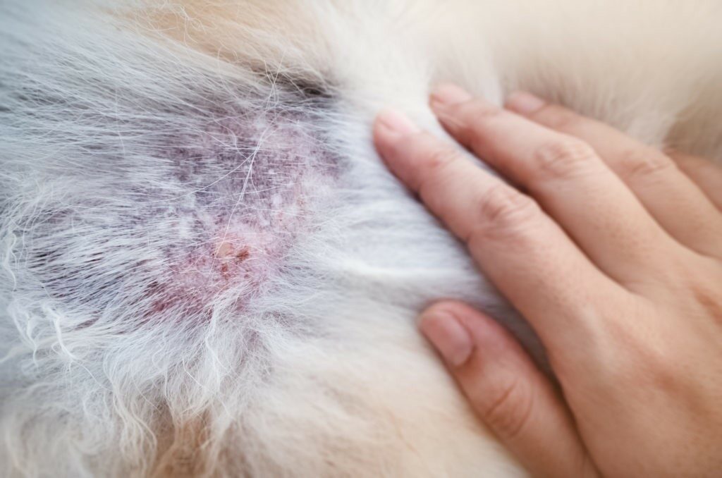 Alopecia Cane Alopecia Cane