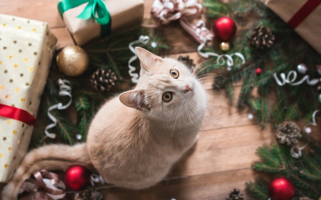 Albero Di Natale E Gatto Come Fare.6 Buoni Motivi Per Non Regalare Un Gatto A Natale