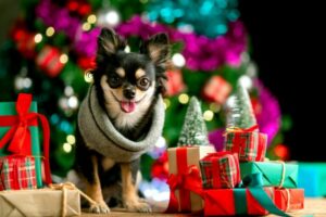 Regali di Natale per cani: ecco alcune idee