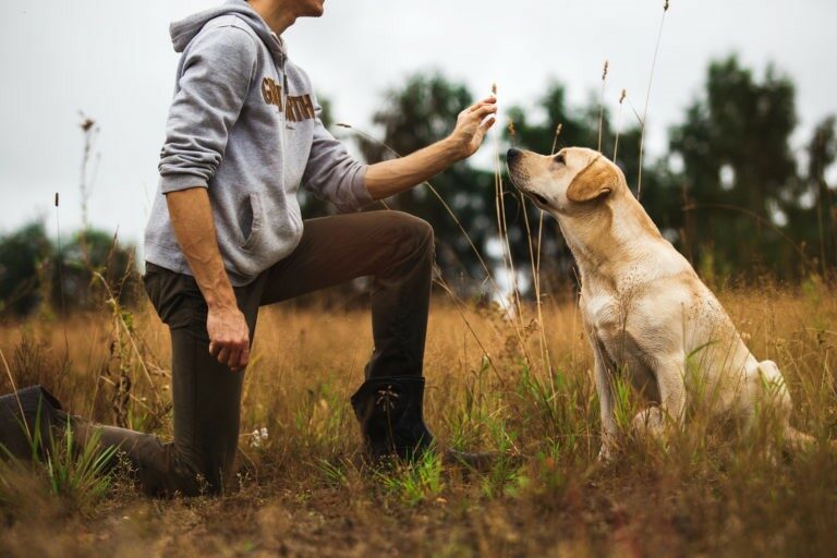 istinto predatorio nel cane