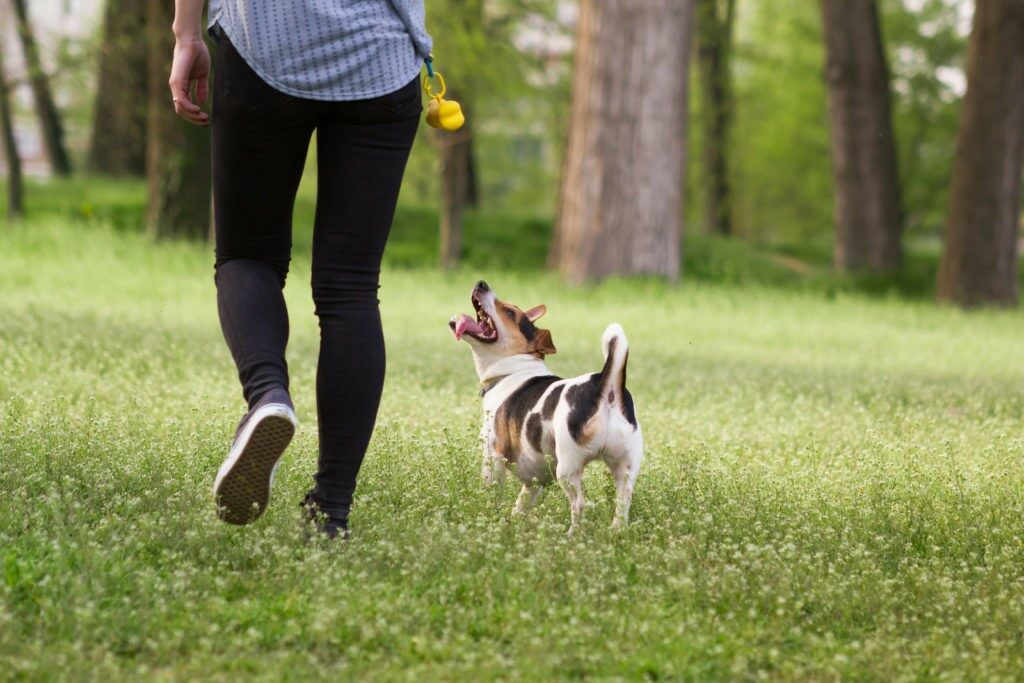 cane passeggiando