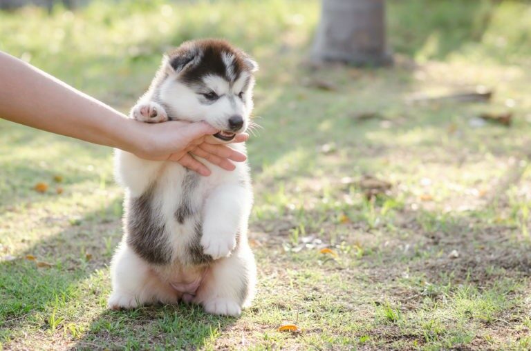 il cucciolo morde