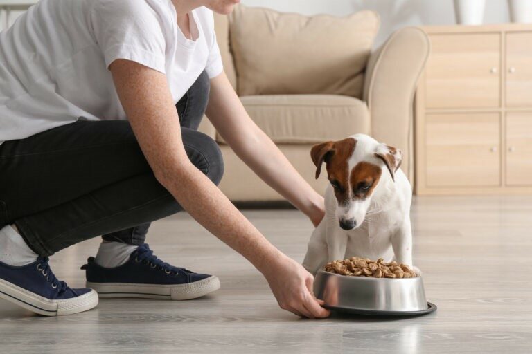 alimentazione del cane malato