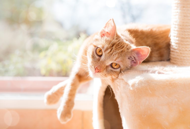 Pensaci Bene Prima Di Prendere Un Gatto