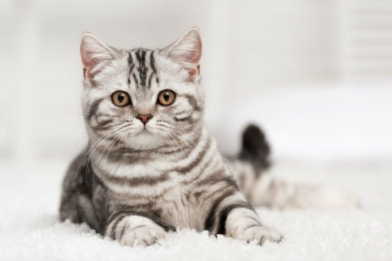 La tosse felina La tosse felina