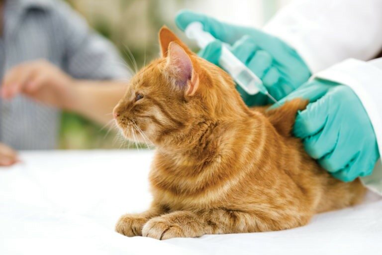 vaccini per gatti