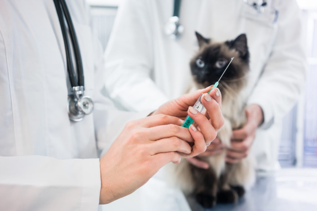 la vaccinazione del gatto