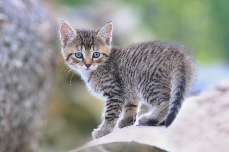 Cosa fare se si trova un gatto abbandonato