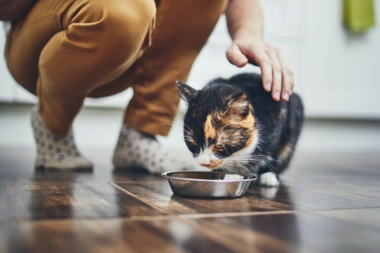 cibo per gatti malati