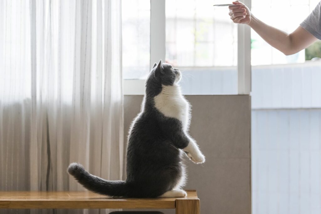 AdobeStock_273483398-1024×683 addestrare il gatto con il clicker