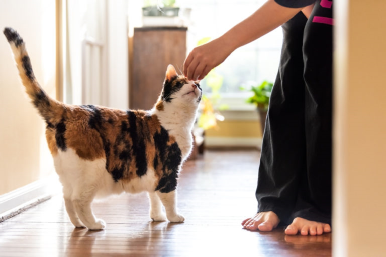 Gatto in casa addestrare gatto con clicker