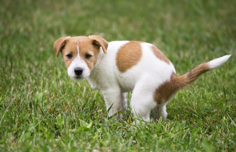 Neutralizzare La Pipi Di Cane Sull Erba Magazine Zooplus