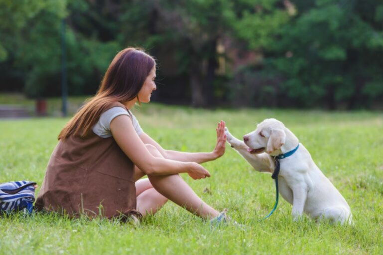 Cane parco passeggiata con il cane