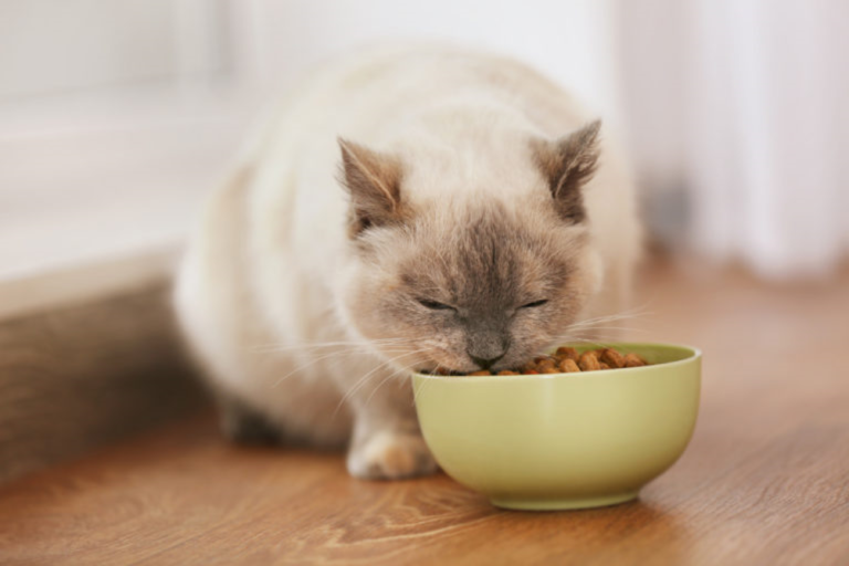 cibo per gatto domestico