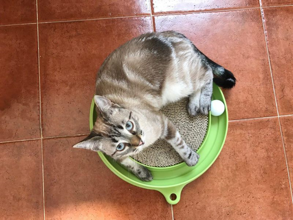 Gatto lettira Gatto lettira