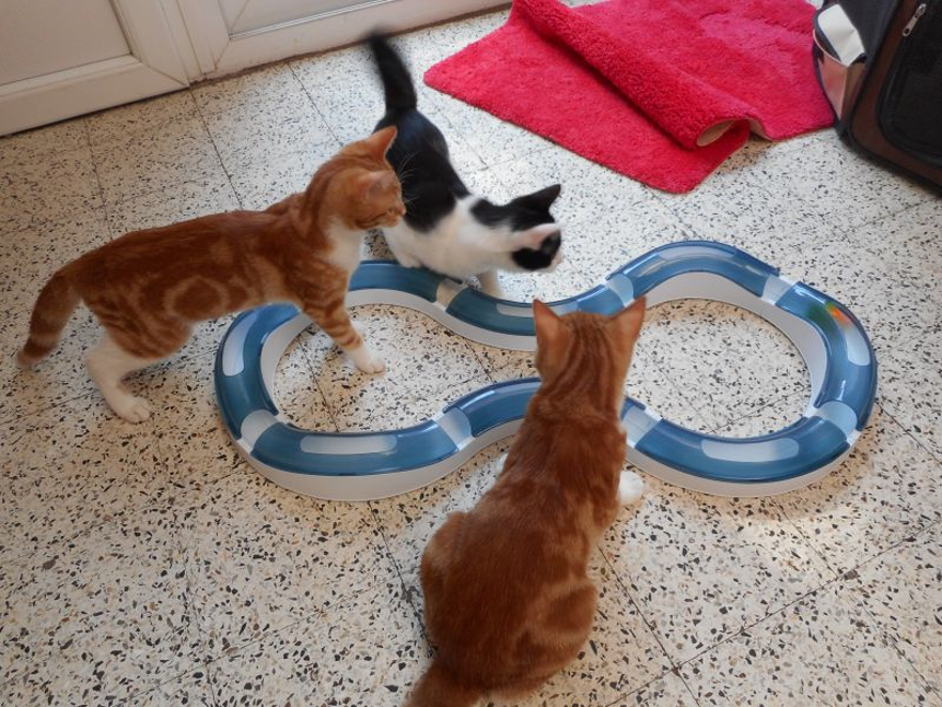 Gatti giocando Gatti giocando