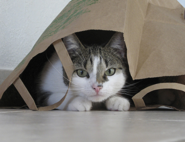 Gatto nascosto Gatto nascosto