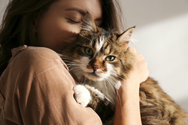 Adozione gatto Adozione gatto