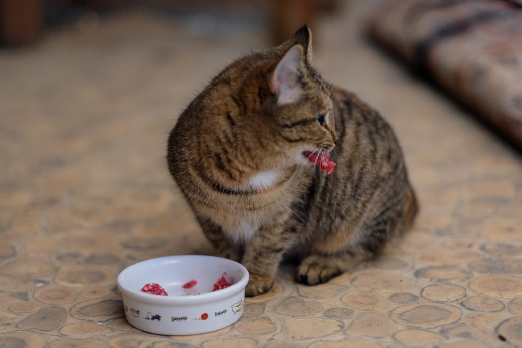 Gatto Gatto