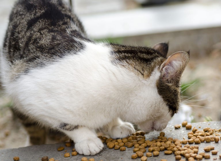 cibo per gatti all'aperto