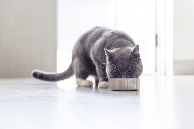 cibo per gatti di qualità