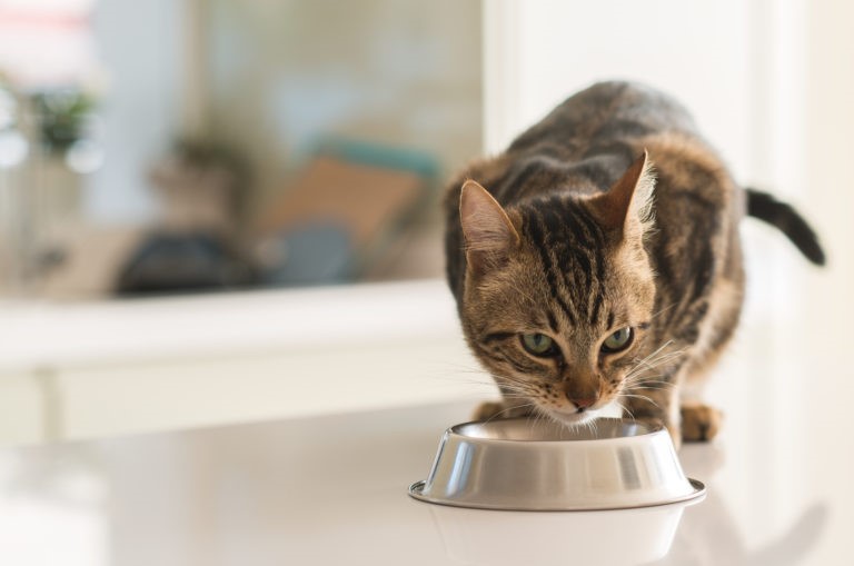 Gatto taurina Integrare la taurina per gatti