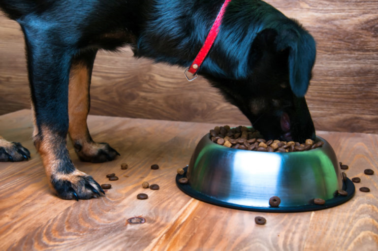 Cane mangiando cibo per cani senior