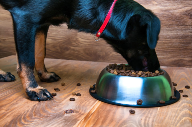 cibo per cani senior