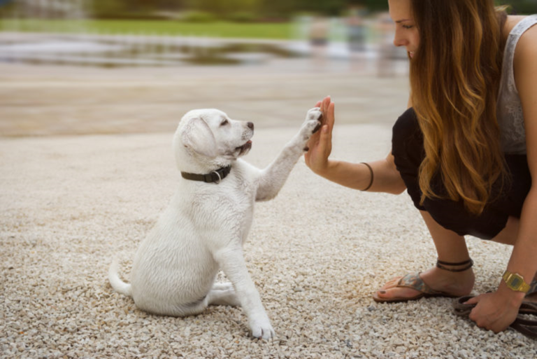 consigli su come educare un cucciolo