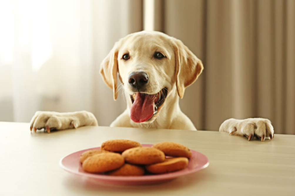Biscotti per cani fatti in casa