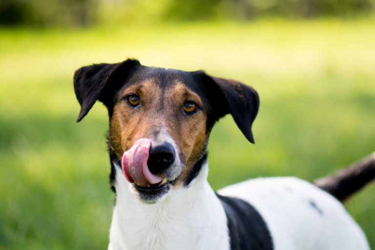 superfood per cani