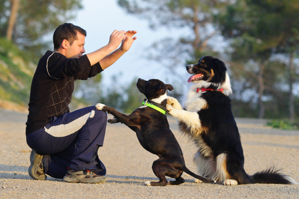 Trucchi da insegnare al cane: i migliori 10 | Magazine zooplus per cani