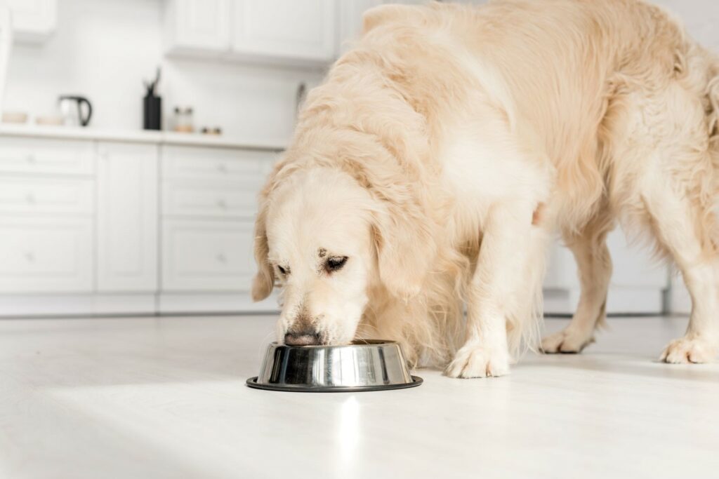 cane che mangia dalla ciotola