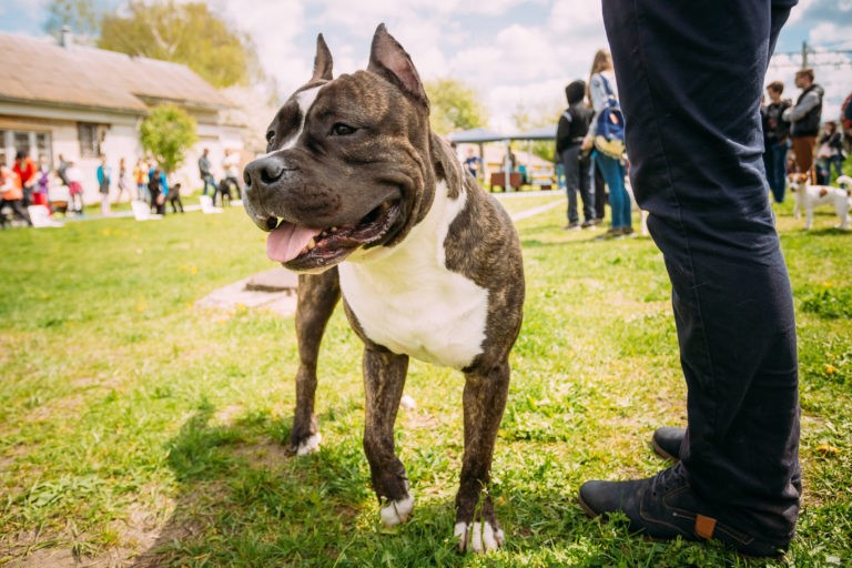 Pitbull Pitbull