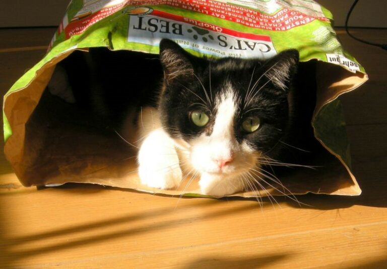 Quando Un Gatto Randagio Ti Sceglie