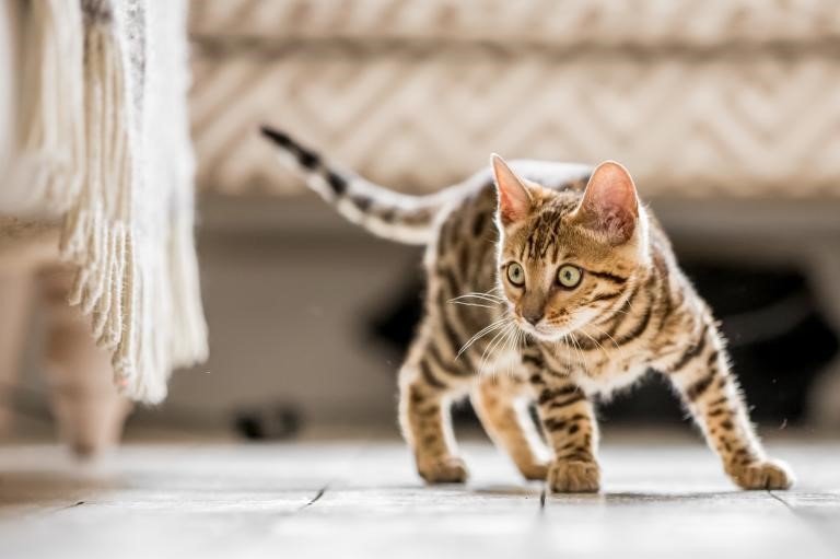 Gatto Gatto