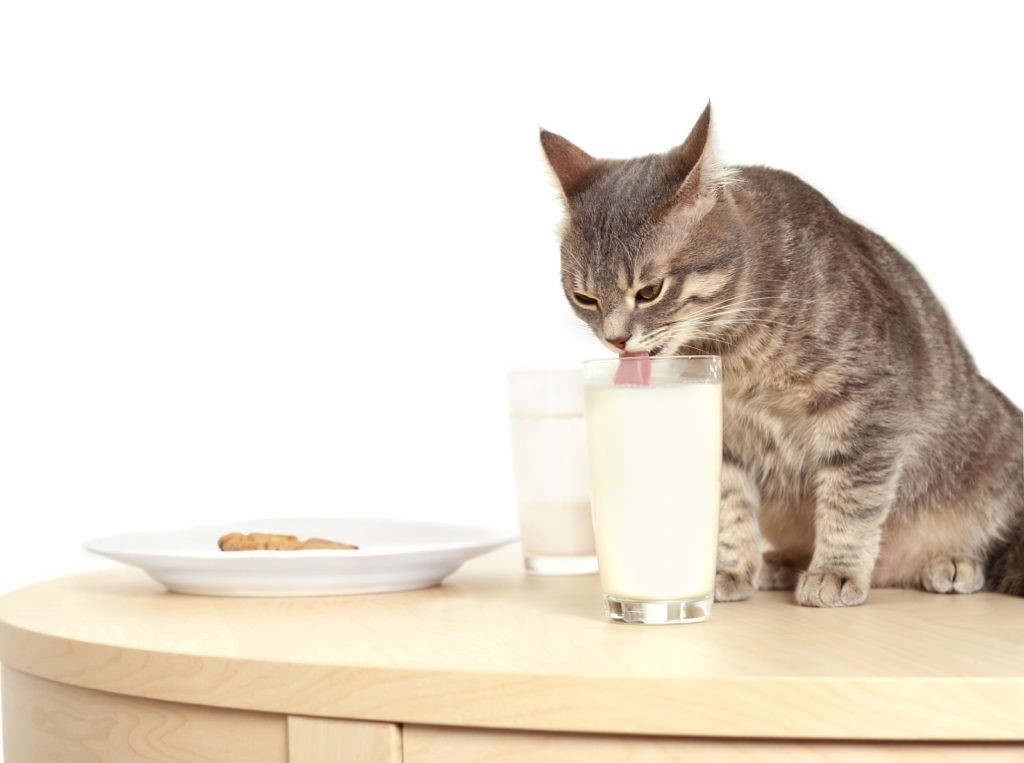 Gatto latte