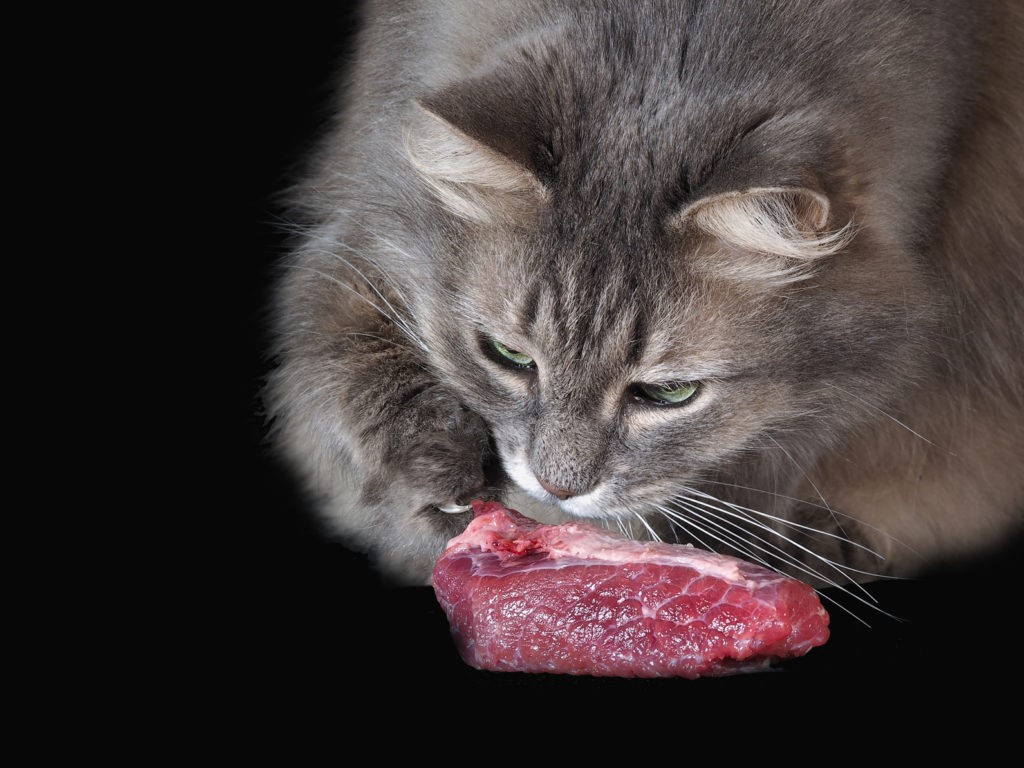 Gatto carne Gatto carne