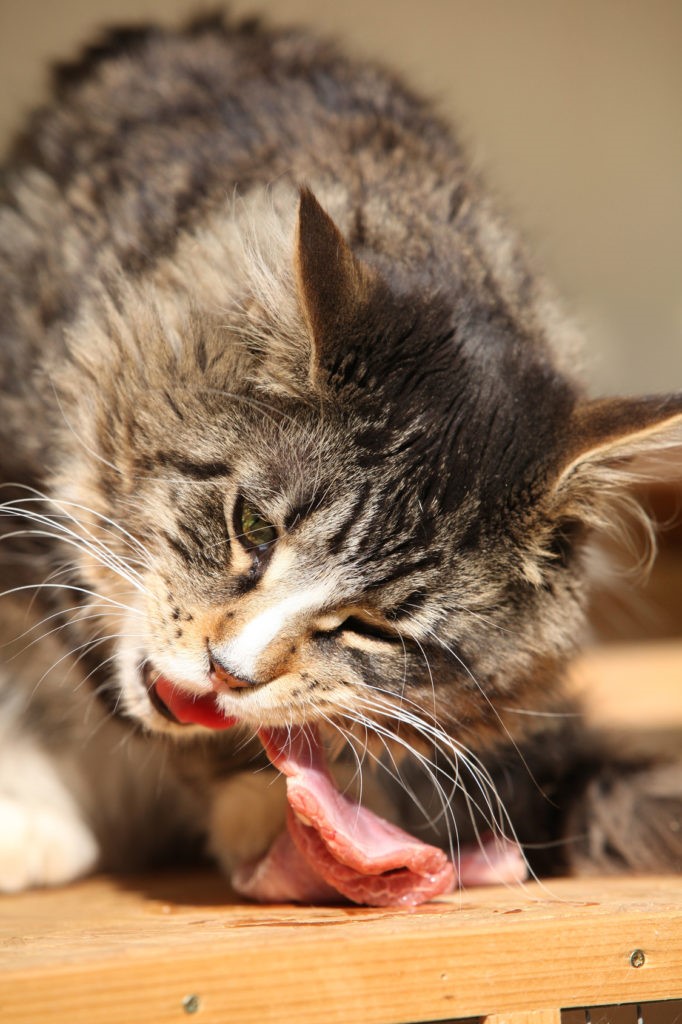 Gatto mangiando Gatto mangiando