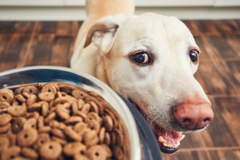 Cane alimento con carne per cani