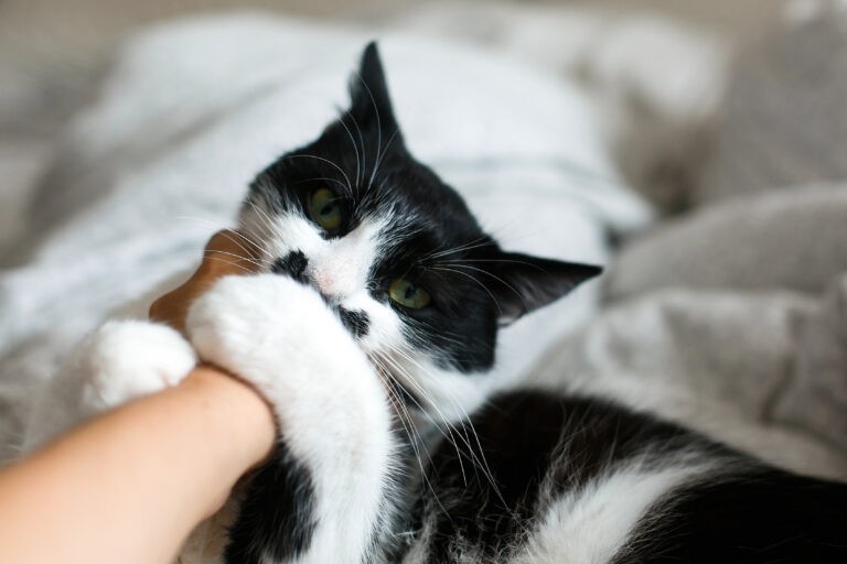 Gatto