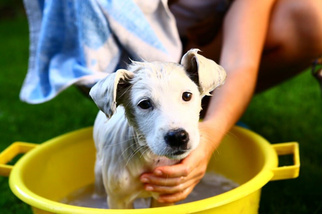 Cane bagno Cane bagno