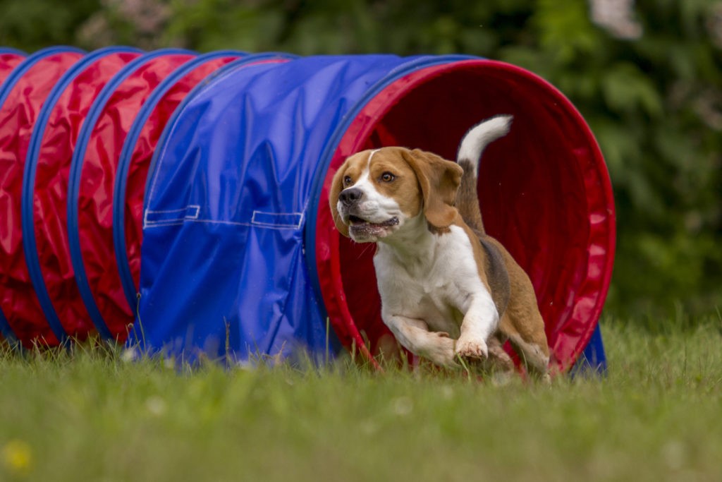 Cane agility