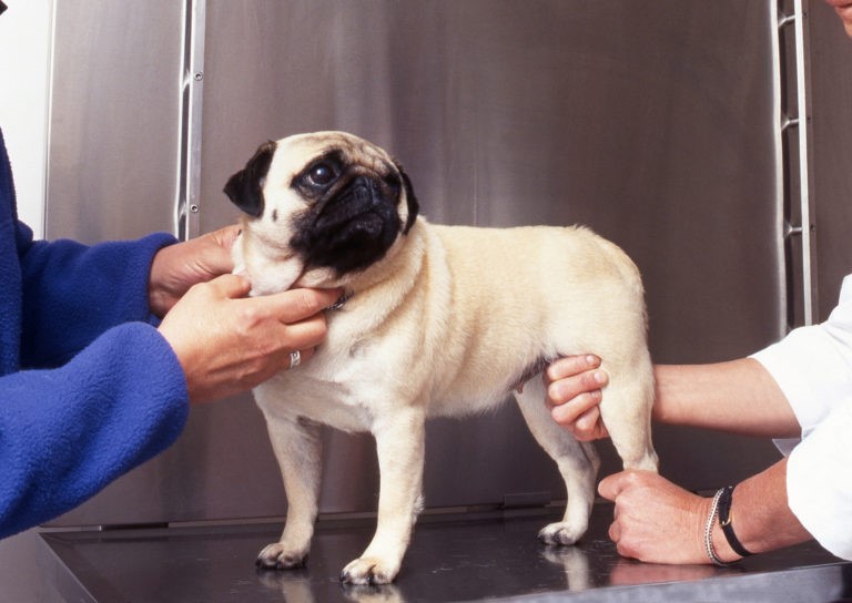 osteoartrite cronica nei cani