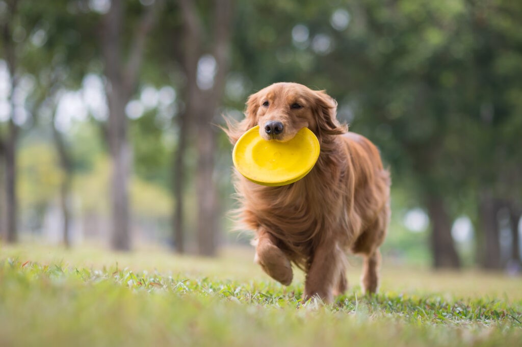 Cane frisbee Cane frisbee