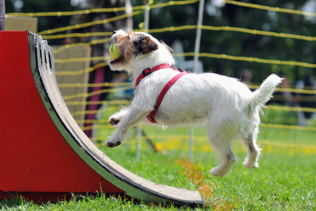 Cane giocando Cane giocando
