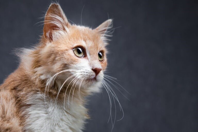 Gatto sensi del gatto