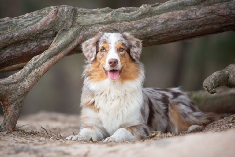 Australian Shepherd dog in nature in front of a tree Australian Sheperd