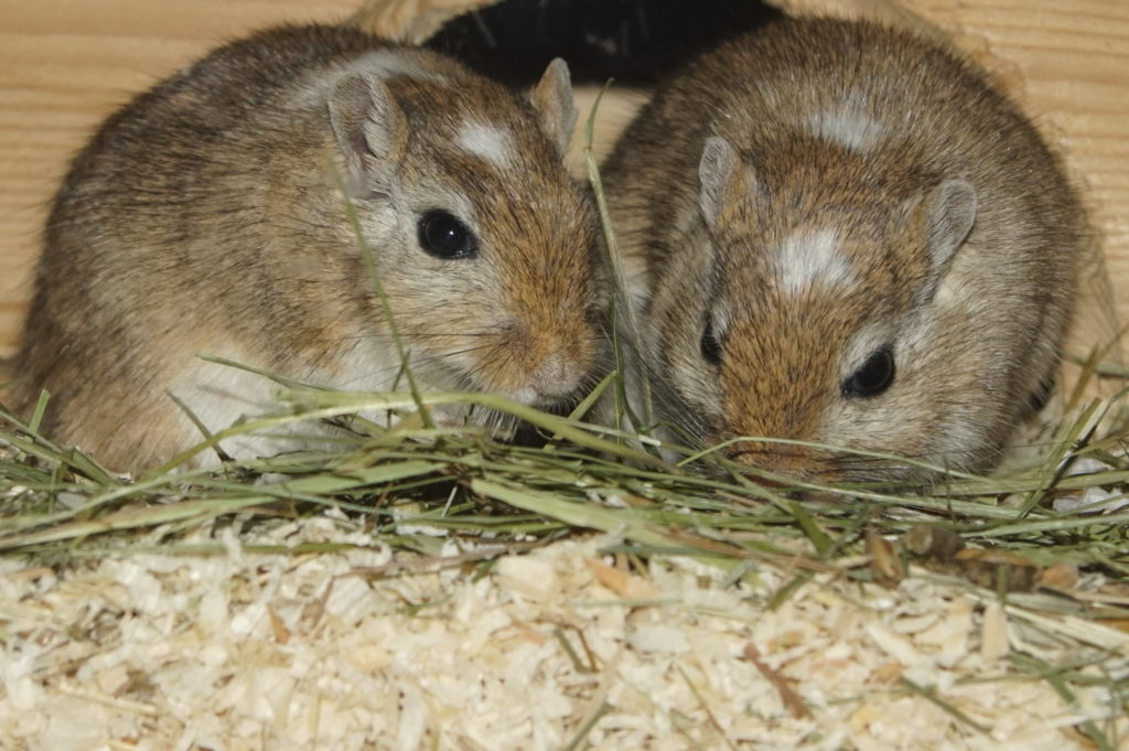 due gerbilli mongolia accanto nella lettiera